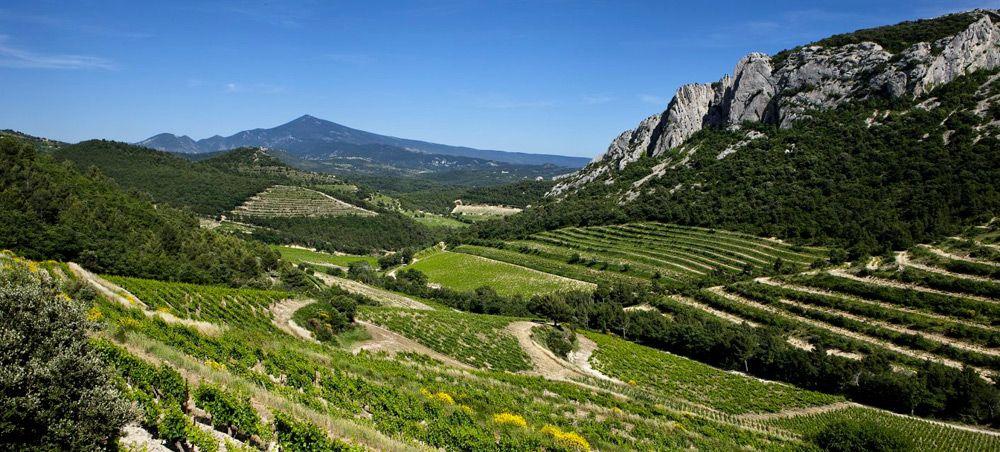 La Tulipe Rouge Gigondas Vignoble